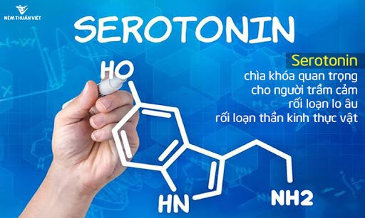Chất dẫn truyền thần kinh Serotonin là gì