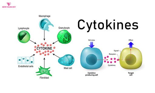 cytokin là gì