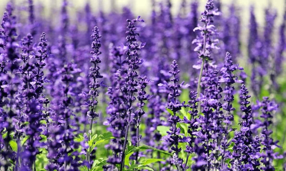 Hoa Violet – Ý nghĩa và thông điệp tượng trưng