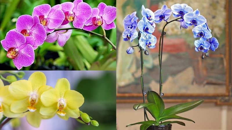 Hoa phong lan: Ý nghĩa, đặc điểm và công dụng của hoa phong lan