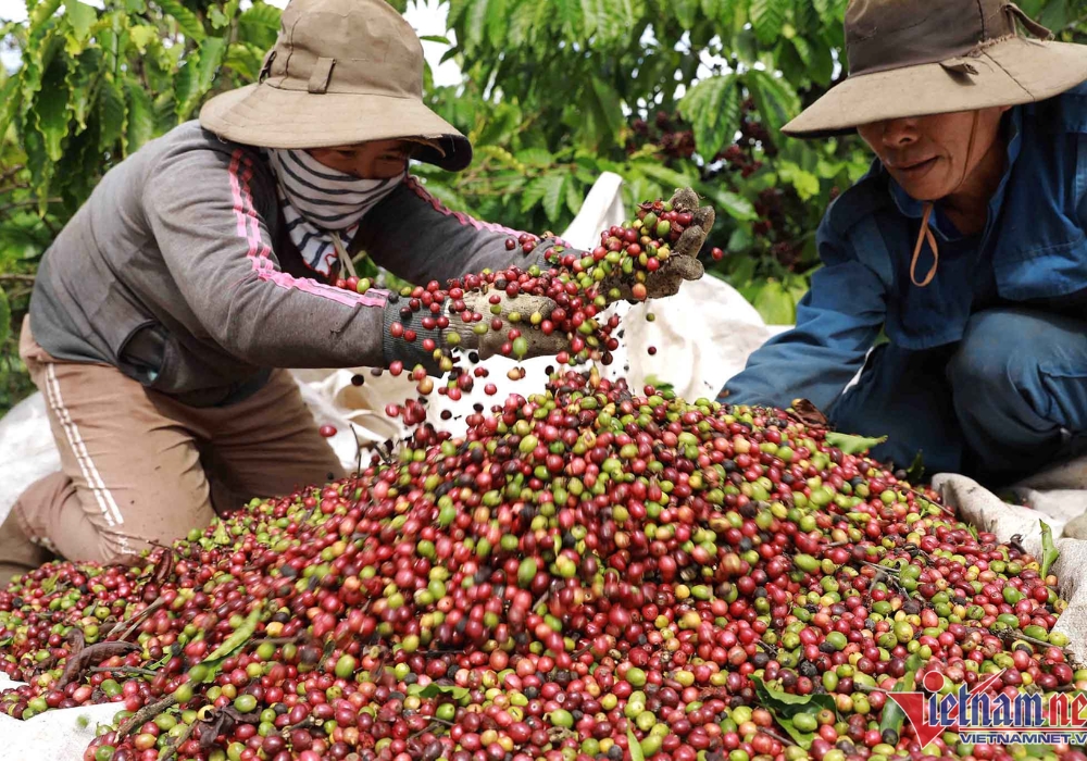 Cà phê Đắk Nông