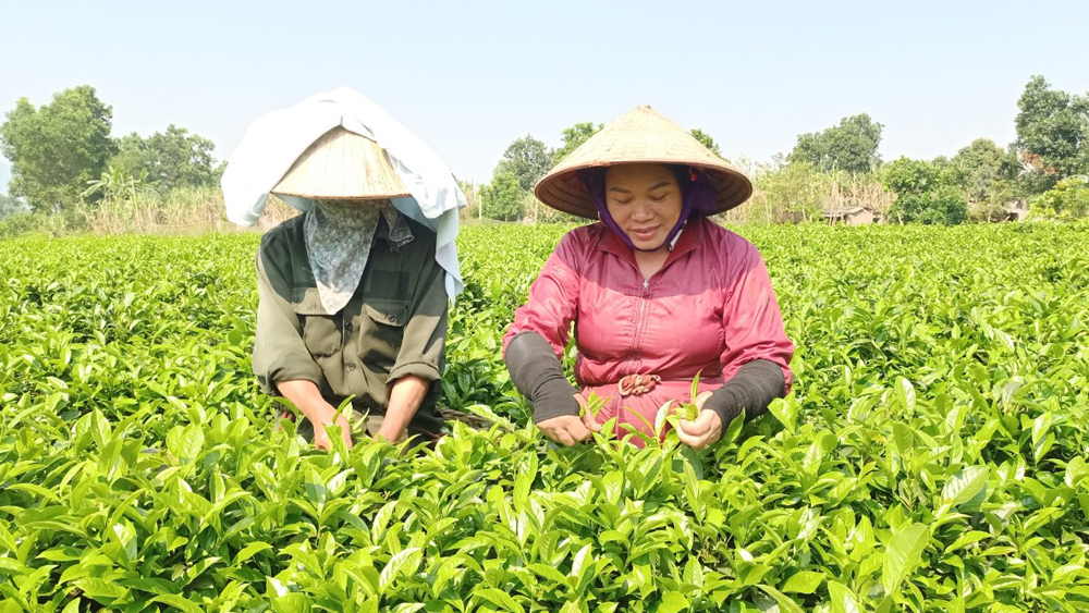 Chè Bát Tiên Sơn Động